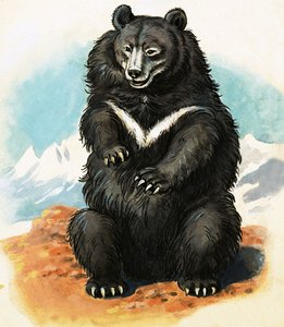 Unbekannte Bärenart