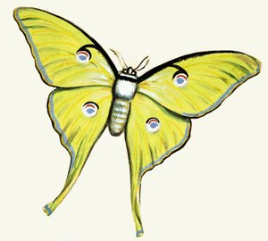 Uidentifisert sommerfugl av English School