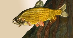 Uidentifisert fisk av English School