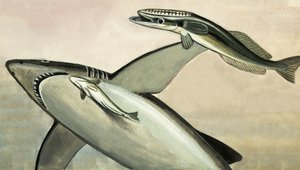 Unidentifizierter Hai und Fische