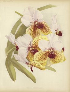Vanda sanderiana av English School