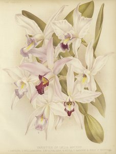 Varianter av Laelia anceps
