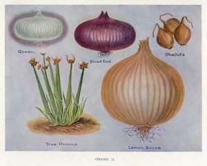 Veiledning for grønnsaksdyrker: Løk (farge litho) av English School