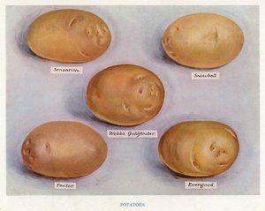 Veiledning for grønnsaksdyrker: Poteter (farge litho) av English School