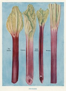 Veiledning for grønnsaksdyrker: Rabarbra (farge litho) av English School