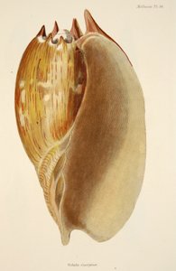 Veluta Georgina, fra The Mollusca and Radiata, pub. 1833 (håndfarget gravering) av English School