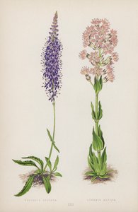 Veronica Spicata; Lychnis Alpina (farge litho) av English School
