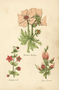 Vervain Mallow, Pimpernel, Rest Arrow (fargelito) av English School
