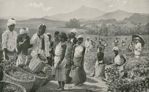 Utsikt over en tehage i Ceylon av English School