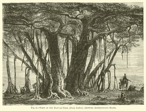Utsikt over Banyan-treet (Ficus Indica), som viser tilfeldige røtter av English School