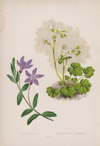 Vinca Herbacea; Romanzovia Sitchensis (farge litho) av English School
