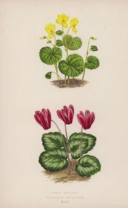 Viola Biflora; Cyclamen Repandum (farge litho) av English School