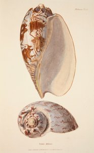 Voluta Miltonis, pub. 1833 håndfarget gravering. av English School