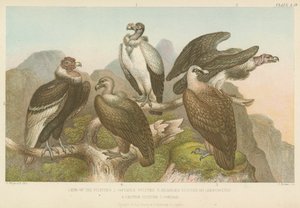 Gribber (farget gravering) av English School