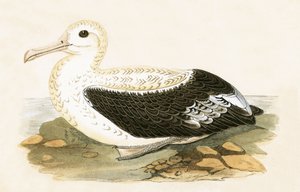 Vandrende albatross, illustrasjon fra 