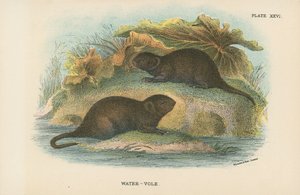 Vann-vole av English School