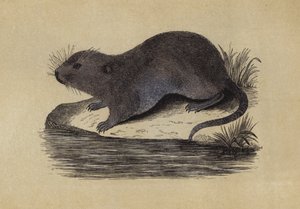 Vannrotte (farge litho) av English School