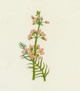 Vannfiolett, Hottonia Palustris av English School