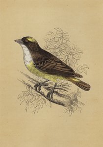 Weaver Bird (farge litho) av English School