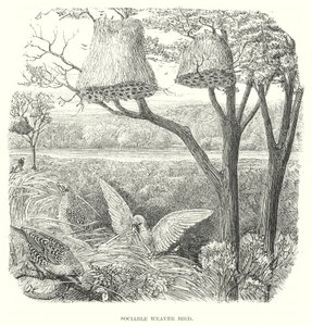 Webervögel von English School