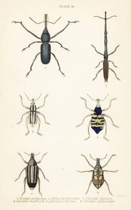 Weevil: Brentus ancharago 1, Rhina barbirostris 2, Curculio cuviera 3, Eupholus geoffroyi 4, Larinus bjørn 5 og Curculio sphacelatus 6 av English School
