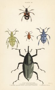 Weevil og biller: Curculio latreillii 1, Curculio sexdecempunctatus 2, Trichaptus mutillarius 3, Pissodes castaneus 4 og Calandra heros 5 av English School