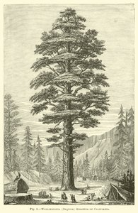 Wellingtonia (Sequoia) Gigantea fra California av English School