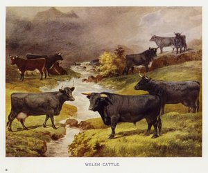 Walisisk storfe (farge litho) av English School