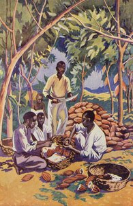 Vest-Afrika, åpning av kakaokapsler (fargelitografi) av English School