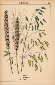 Hvete, skjeggete hvete og havre.  , fra "The Instructive Picturebook, or Lessons from the Vegetable World," [Charlotte Mary Yonge], Edinburgh av English School