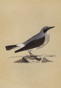 Hvetear (farge litho) av English School