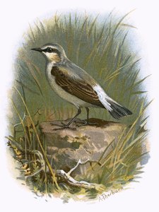 Hvetear
