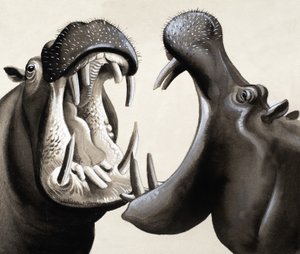 Når flodhester angriper! av English School