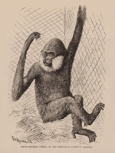 Hvitkinnet gibbon, i Zoological Society#39;s Gardens (gravering) av English School