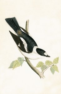 White Collared Fluesnapper, illustrasjon fra 