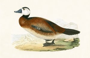 White Headed Duck, illustrasjon fra 