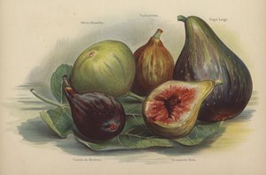 White Marseilles, Toulouse, Schwarze Largo, Violette de Bordeaux, Bourjasotte Grise av English School