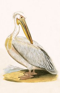 White Pelican, illustrasjon fra 