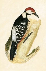 White Rumped Woodpecker, illustrasjon fra 
