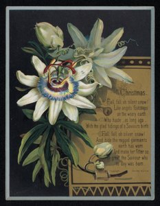 Hvit pasjonsblomst, julehilsenskort. (chromolitho) av English School