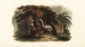 Hvit stork, Ciconia ciconia, leker gjemsel med barn i en hage av English School