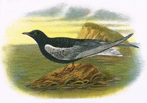 Hvitvinget svart tern