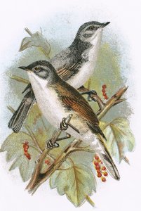 Whitethroat (nederst) og Lesser Whitethroat (øverst)
