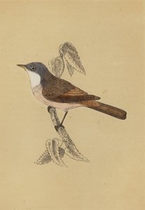 Whitethroat (farge litho) av English School
