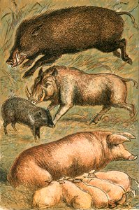 Villsvin, vortesvin, peccary, purke og griser av English School