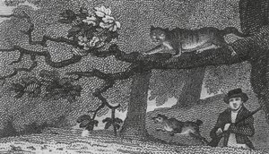 Villkatt (gravering) av English School