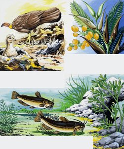 Ville dyr montasje av English School