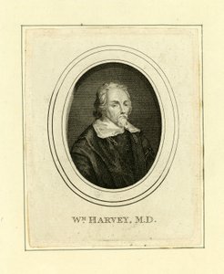 William Harvey av English School