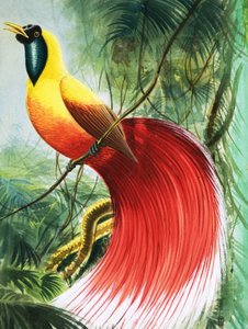 Vingeløst vidunder fra paradis, illustrasjon fra #39;Naturens underverker#39; av English School