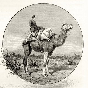 Woman on a Camel in Australia, ca. 1880, fra 